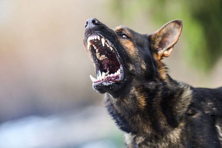 Aggressive dog shows dangerous teeth. German sheperd attack head